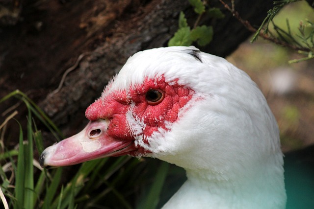 迎来孟菲斯 迎来孟菲斯